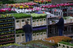 Accountmanager snijbloemen Accountmanager snijbloemen
